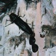 Bronze Birch Borer 