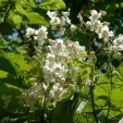 Southern Catalpa