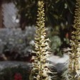 Bottlebrush Buckeye