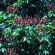 Red Buckeye