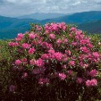 Catawba Rhododendron