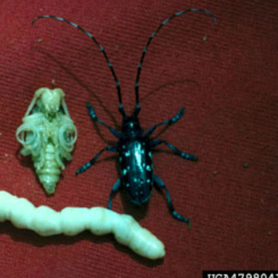 Asian longhorned beetle