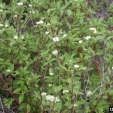 Redosier Dogwood