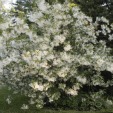 White Fringetree