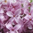 Persian Lilac