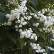 Fuzzy Deutzia