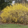 Border Forsythia