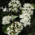 Arrowwood Viburnum