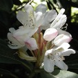 Rosebay Rhododendron
