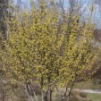 Corneliancherry Dogwood