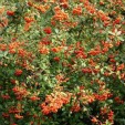 Scarlet Firethorn