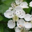 Ohio Pioneer Thicket Hawthorn