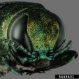 Emerald ash borer