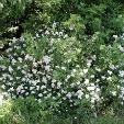 Multiflora Rose