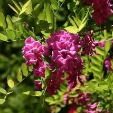 Black Locust