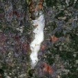 Mimosa Webworm