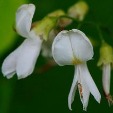 American Yellowwood