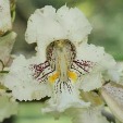 Northern Catalpa