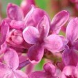 Common Lilac