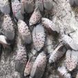 Spotted lanternfly