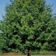 Greenspire Littleleaf Linden