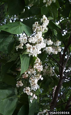 Northern Catalpa