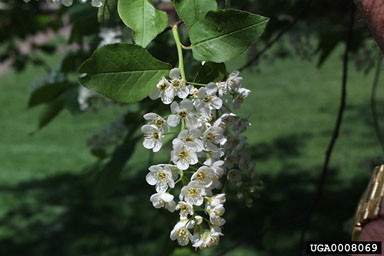 Common Chokecherry