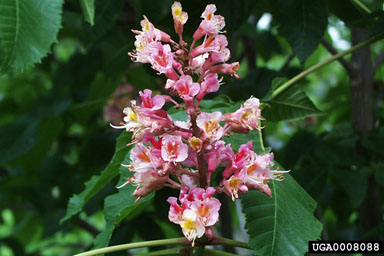 Common Horsechestnut