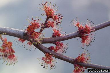 Red Maple