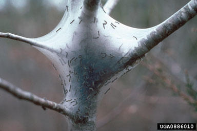 Eastern Tent Caterpillar