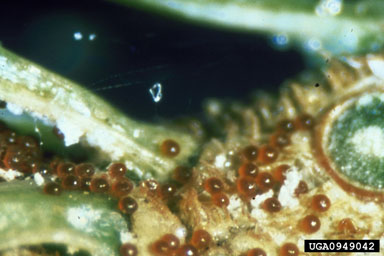 Spruce Spider Mite