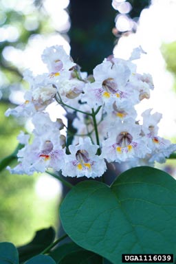Southern Catalpa
