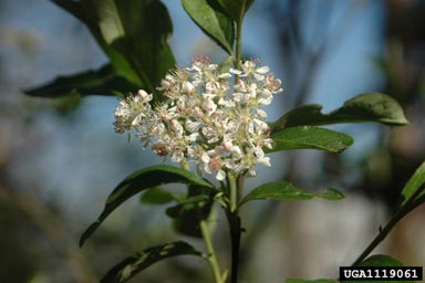 Red Chokeberry