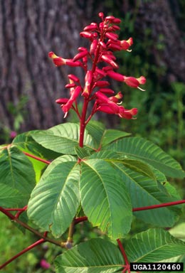 Red Buckeye