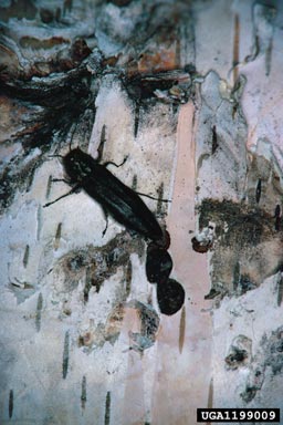 Bronze Birch Borer 