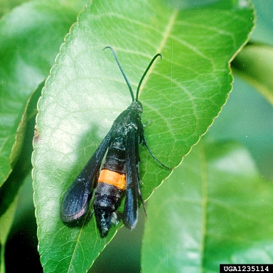 Greater Peach Tree Borer