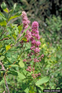 Bumald Spirea