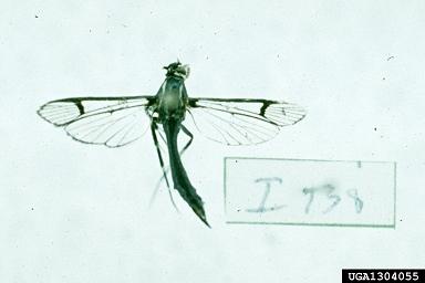 Lesser Peach Tree Borer