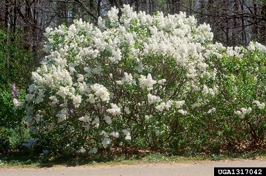 Common Lilac