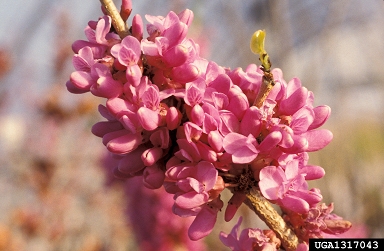 Eastern Redbud