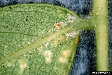 Honeylocust Spider Mite