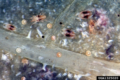 Twospotted Spider Mite