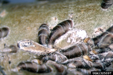 Oystershell Scale