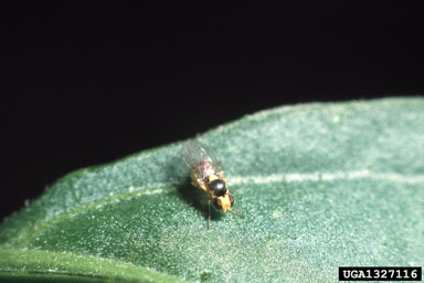 Inkberry Leafminer