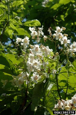 Southern Catalpa