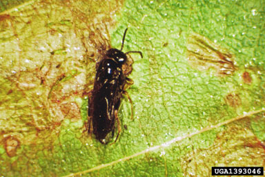 Alder Leafminer