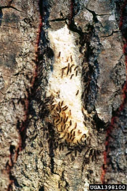Spongy moth