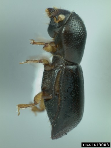 Black stem borer
