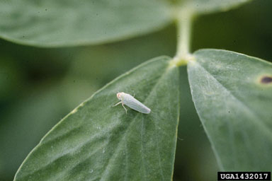 Potato Leafhopper