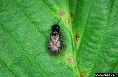 Elm Leafminer